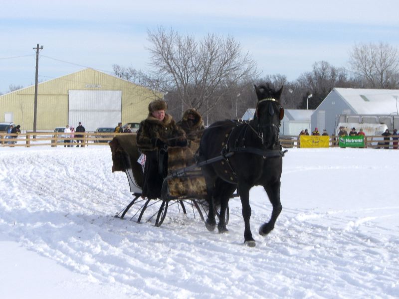 Mariah pulling the sleigh