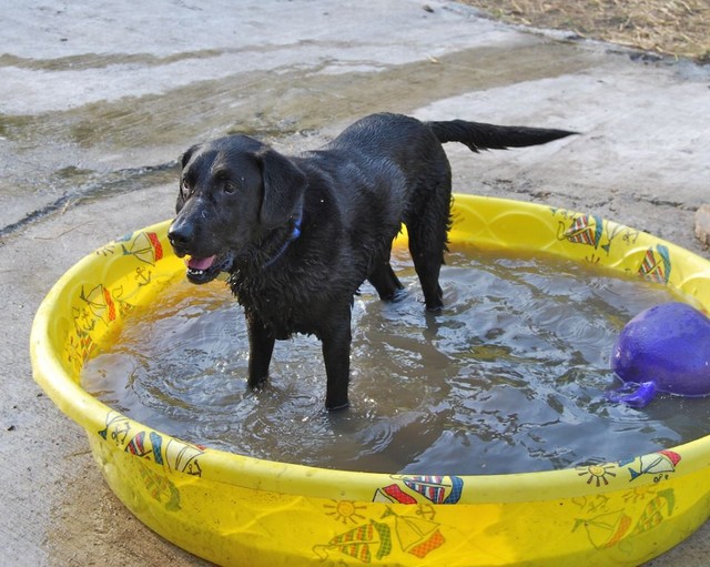 Emmet in the Pool.