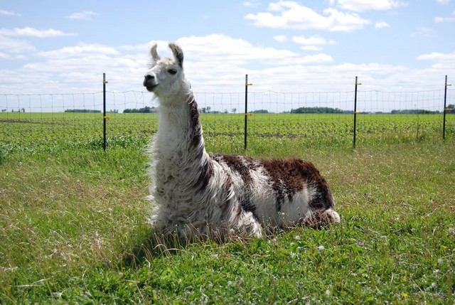 Catazo before being sheared