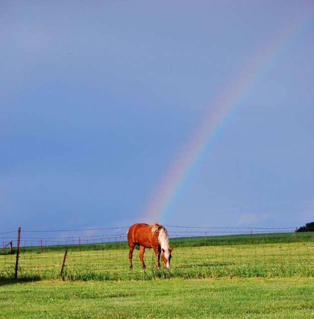 Rainbow Horse